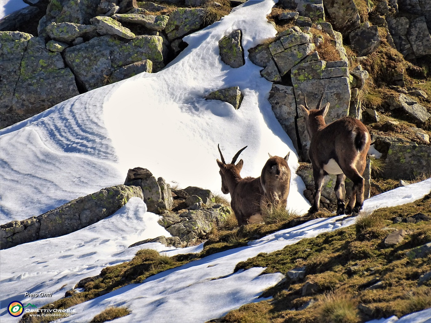63 Anche gli stambecchi pestano la prima neve.JPG